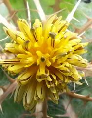 Centaurea benedicta