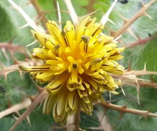 Fotografia da espécie Centaurea benedicta