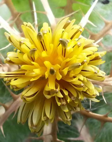 Fotografia de capa Centaurea benedicta - do Jardim Botânico