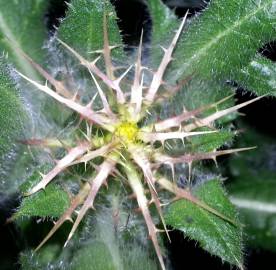 Fotografia da espécie Centaurea benedicta