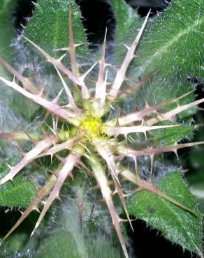 Fotografia 5 da espécie Centaurea benedicta no Jardim Botânico UTAD