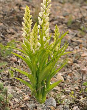 Fotografia 5 da espécie Cephalanthera longifolia no Jardim Botânico UTAD