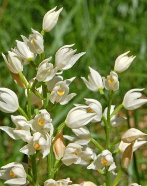 Fotografia 6 da espécie Cephalanthera longifolia no Jardim Botânico UTAD