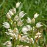 Fotografia 6 da espécie Cephalanthera longifolia do Jardim Botânico UTAD