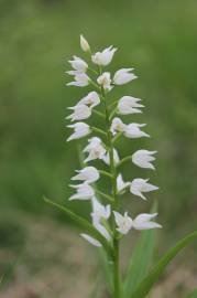 Fotografia da espécie Cephalanthera longifolia