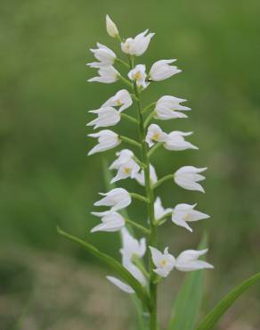 Fotografia 7 da espécie Cephalanthera longifolia no Jardim Botânico UTAD