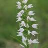 Fotografia 7 da espécie Cephalanthera longifolia do Jardim Botânico UTAD