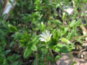Fotografia da espécie Cerastium fontanum subesp. vulgare