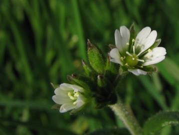 Fotografia da espécie Cerastium fontanum subesp. vulgare