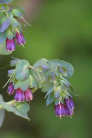 Fotografia da espécie Cerinthe major