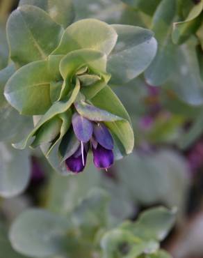 Fotografia 5 da espécie Cerinthe major no Jardim Botânico UTAD