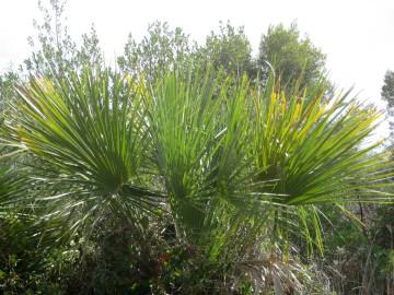 Fotografia da espécie Chamaerops humilis