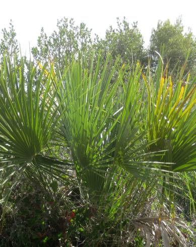 Fotografia de capa Chamaerops humilis - do Jardim Botânico