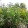 Fotografia 1 da espécie Chamaerops humilis do Jardim Botânico UTAD