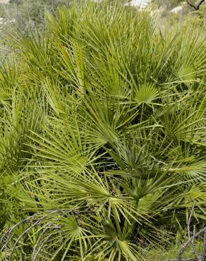 Fotografia 3 da espécie Chamaerops humilis no Jardim Botânico UTAD