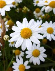 Anthemis arvensis subesp. arvensis