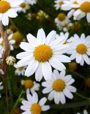 Fotografia 1 da espécie Anthemis arvensis subesp. arvensis no Jardim Botânico UTAD