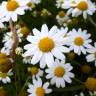 Fotografia 1 da espécie Anthemis arvensis subesp. arvensis do Jardim Botânico UTAD