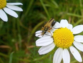 Fotografia da espécie Anthemis arvensis subesp. arvensis