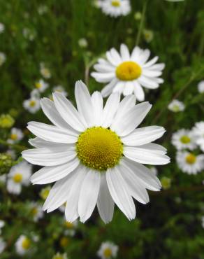 Fotografia 5 da espécie Anthemis arvensis subesp. arvensis no Jardim Botânico UTAD