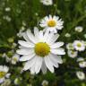 Fotografia 5 da espécie Anthemis arvensis subesp. arvensis do Jardim Botânico UTAD