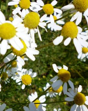 Fotografia 6 da espécie Anthemis arvensis subesp. arvensis no Jardim Botânico UTAD