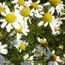 Fotografia 6 da espécie Anthemis arvensis subesp. arvensis do Jardim Botânico UTAD