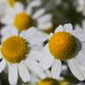 Fotografia 7 da espécie Anthemis arvensis subesp. arvensis do Jardim Botânico UTAD