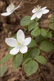 Fotografia da espécie Anemone trifolia subesp. albida