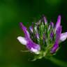 Fotografia 6 da espécie Bituminaria bituminosa do Jardim Botânico UTAD