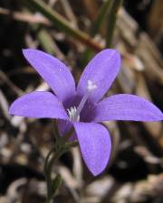 Fotografia da espécie Campanula lusitanica