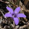 Fotografia 1 da espécie Campanula lusitanica subesp. lusitanica do Jardim Botânico UTAD