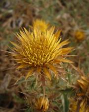 Fotografia da espécie Carlina corymbosa