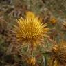 Fotografia 1 da espécie Carlina corymbosa do Jardim Botânico UTAD