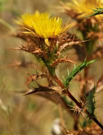 Fotografia da espécie Carlina corymbosa