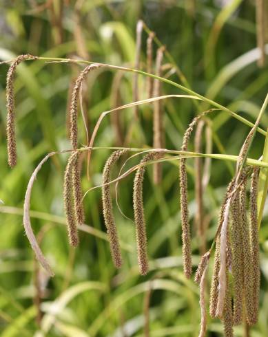 Fotografia de capa Carex pendula - do Jardim Botânico