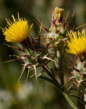 Fotografia 1 da espécie Centaurea melitensis no Jardim Botânico UTAD