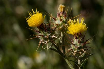 Fotografia da espécie Centaurea melitensis