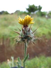 Fotografia da espécie Centaurea melitensis