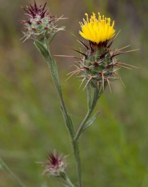 Fotografia 3 da espécie Centaurea melitensis no Jardim Botânico UTAD