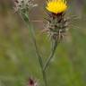 Fotografia 3 da espécie Centaurea melitensis do Jardim Botânico UTAD