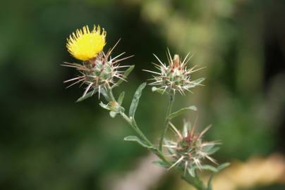 Fotografia da espécie Centaurea melitensis