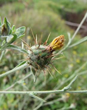 Fotografia 5 da espécie Centaurea melitensis no Jardim Botânico UTAD