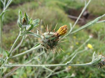 Fotografia da espécie Centaurea melitensis