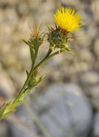 Fotografia da espécie Centaurea melitensis