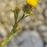 Fotografia 6 da espécie Centaurea melitensis do Jardim Botânico UTAD