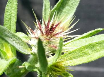 Fotografia da espécie Centaurea melitensis