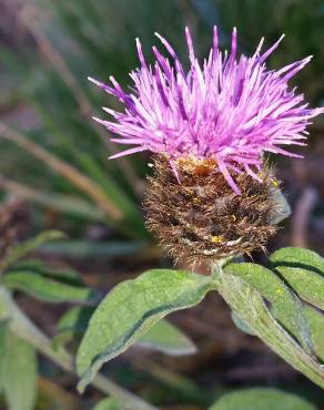 Fotografia 2 da espécie Centaurea nigra subesp. rivularis no Jardim Botânico UTAD