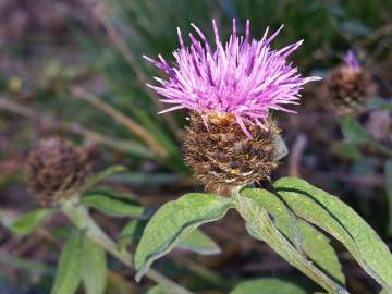 Fotografia da espécie Centaurea nigra subesp. rivularis