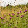 Fotografia 3 da espécie Centaurea nigra subesp. rivularis do Jardim Botânico UTAD